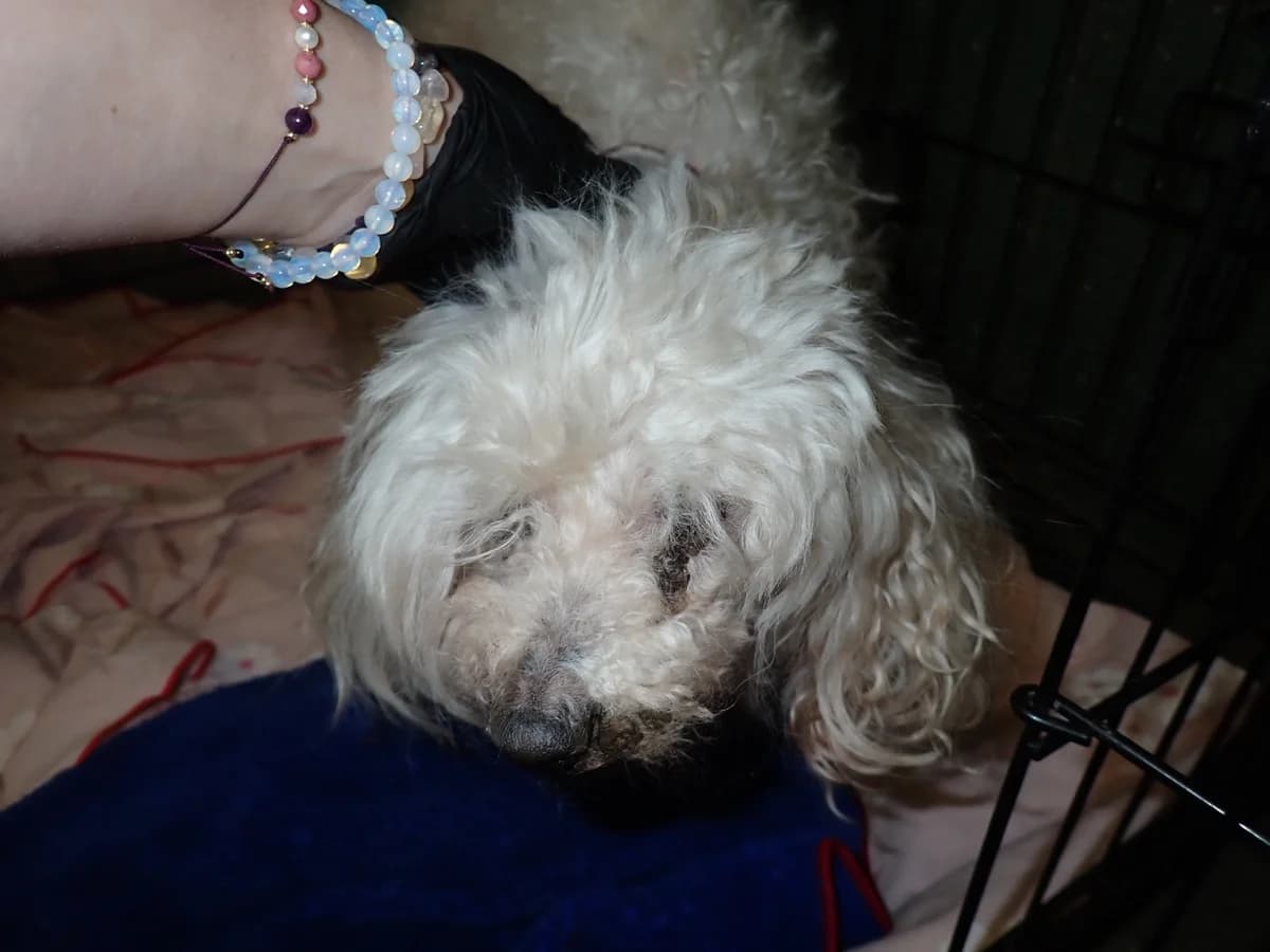 0405/26, female senior Poodle for adoption at Schronisko Na Paluchu, Warsaw