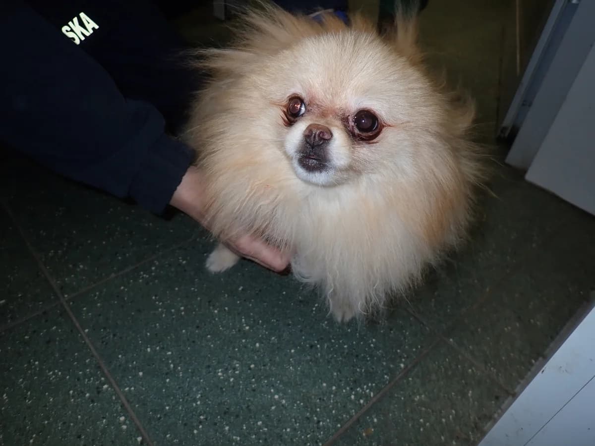Dyzia, female 6yo mixed breed for adoption at Schronisko Na Paluchu, Warsaw