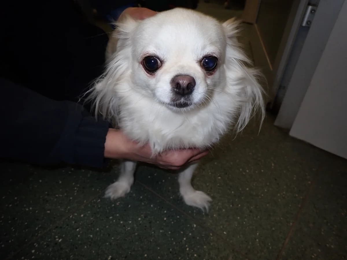 0410/26, female 3yo Chihuahua for adoption at Schronisko Na Paluchu, Warsaw