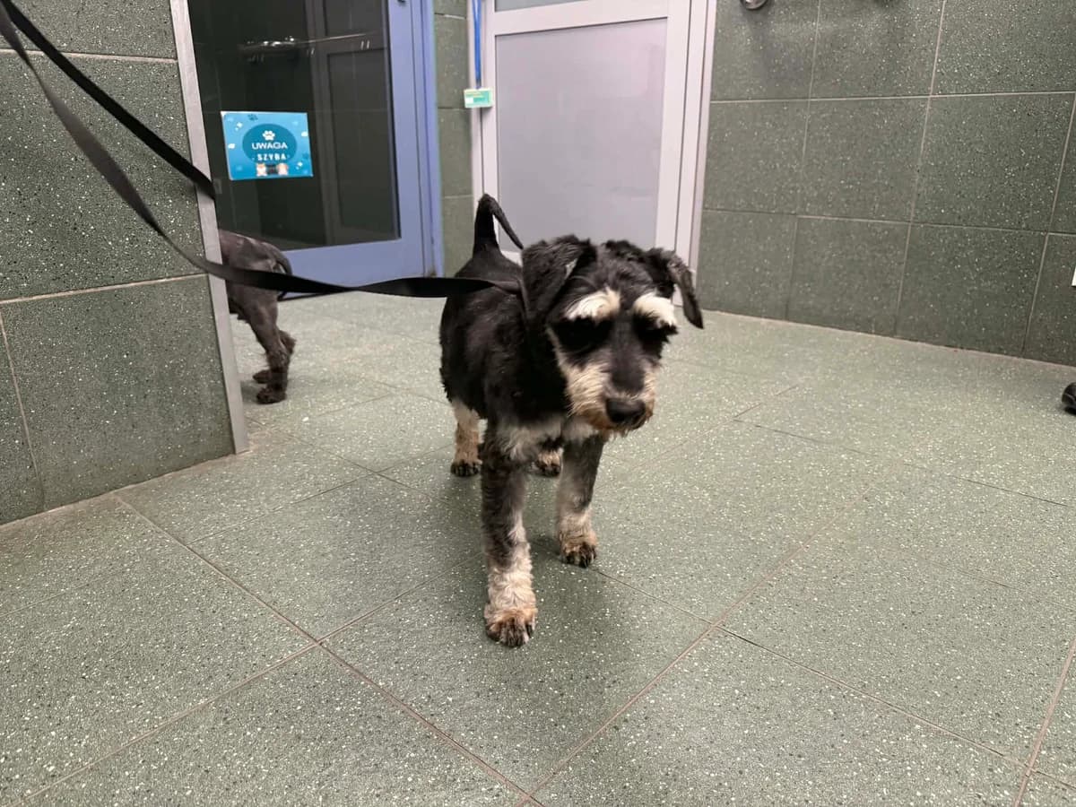 Andrut, male senior mixed breed for adoption at Schronisko Na Paluchu, Warsaw