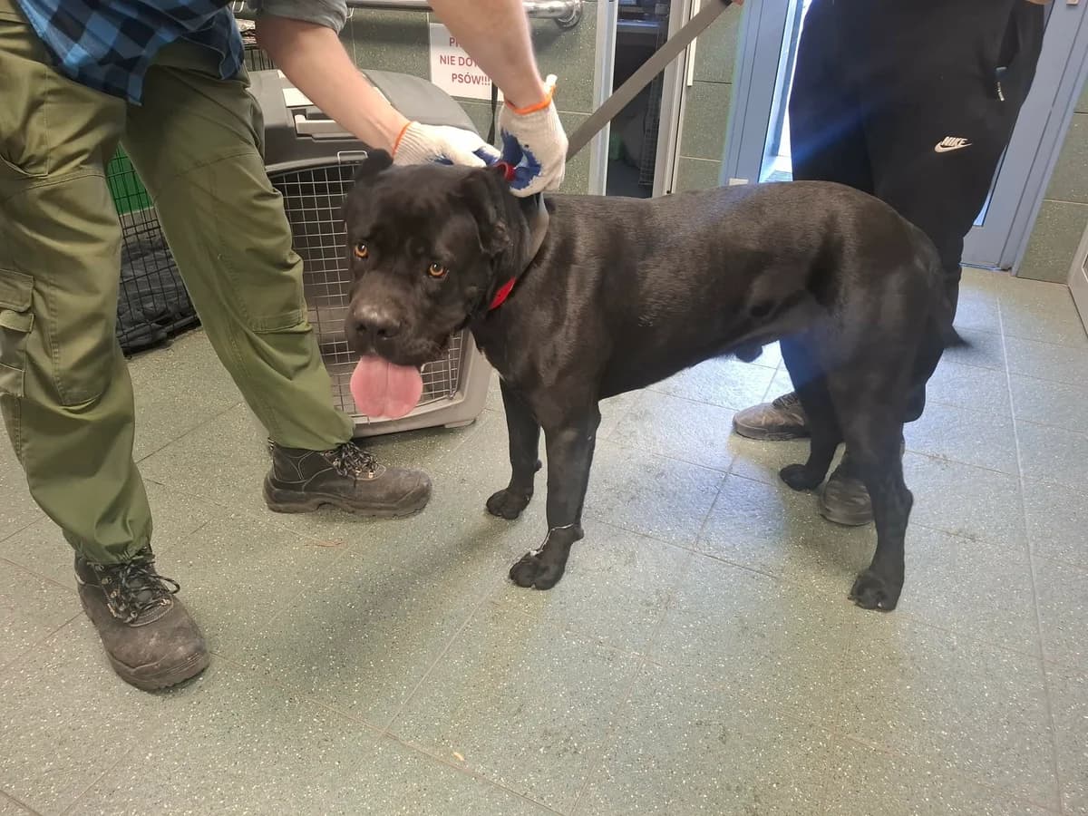 0422/26, male 4yo Cane Corso for adoption at Schronisko Na Paluchu, Warsaw