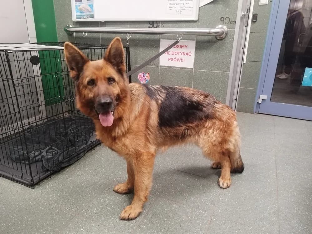 Waiva, female 4yo mixed breed for adoption at Schronisko Na Paluchu, Warsaw
