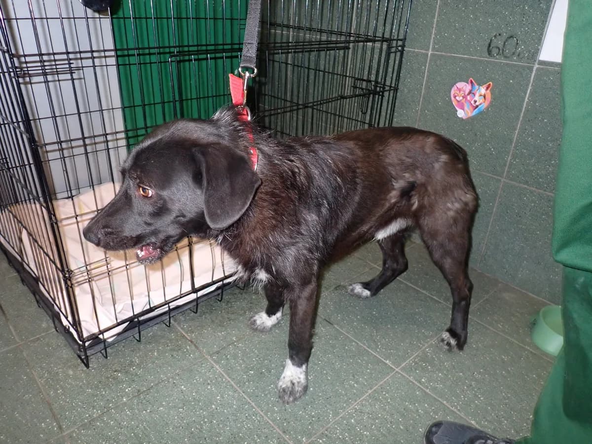 Finito, male young mixed breed for adoption at Schronisko Na Paluchu, Warsaw