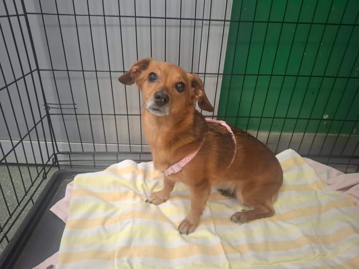 Karamba, female puppy mixed breed for adoption at Schronisko Na Paluchu, Warsaw