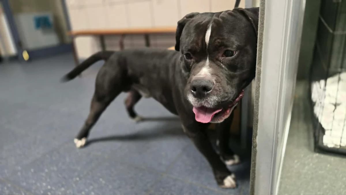 Rico, male 4yo mixed breed for adoption at Schronisko Na Paluchu, Warsaw