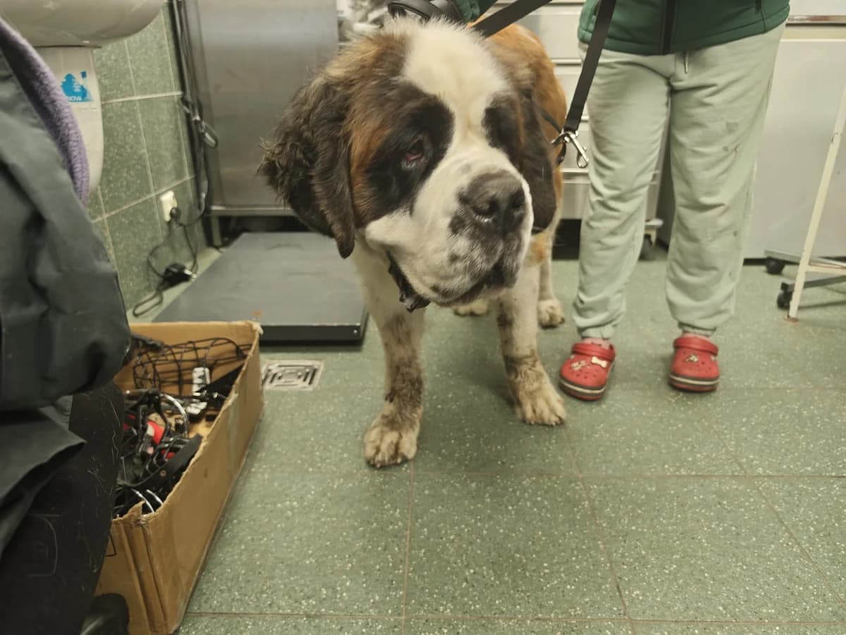 0453/26, female 3yo Saint Bernard for adoption at Schronisko Na Paluchu, Warsaw