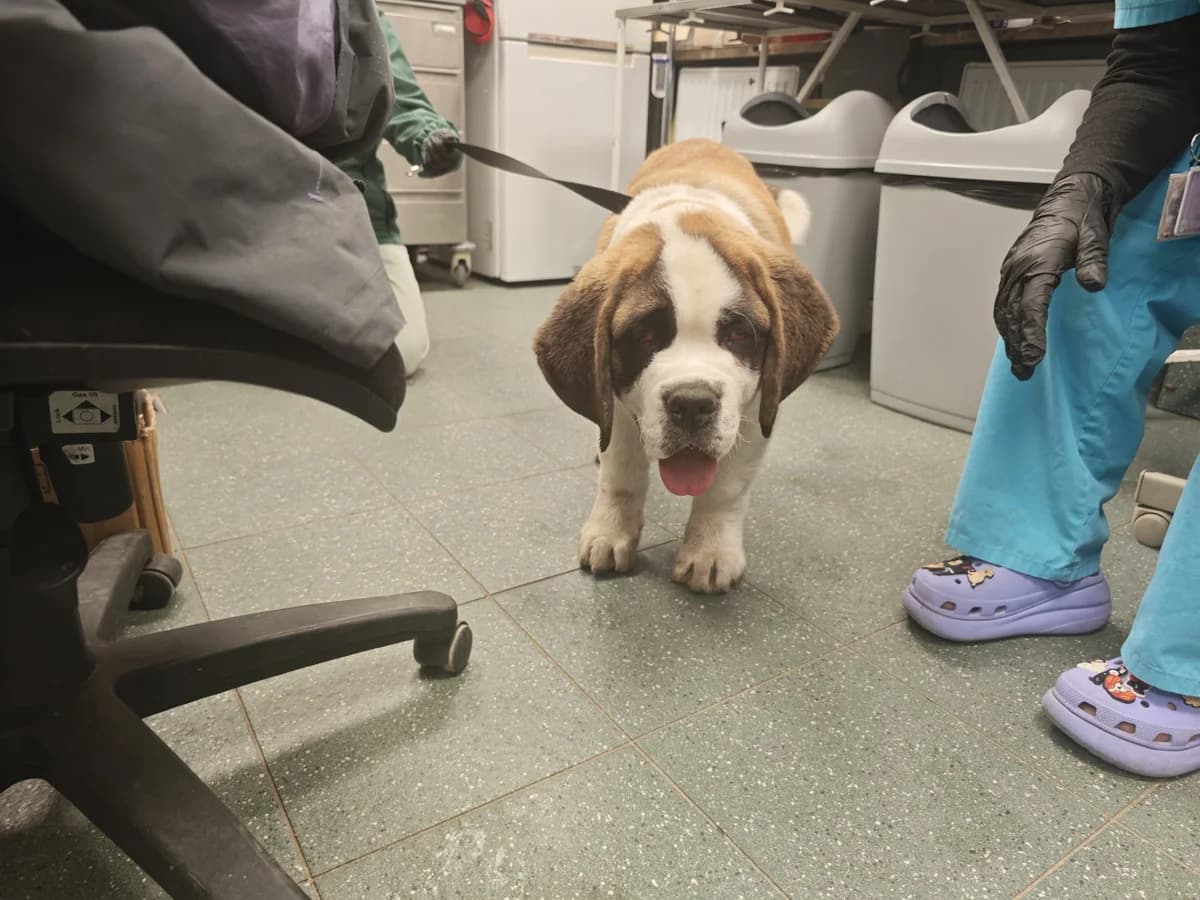 0454/26, female puppy Saint Bernard for adoption at Schronisko Na Paluchu, Warsaw