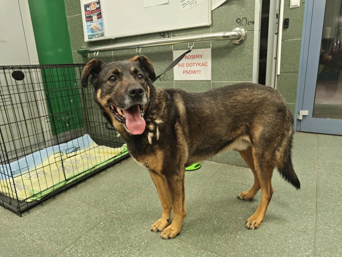 Bibosz, male young mixed breed for adoption at Schronisko Na Paluchu, Warsaw