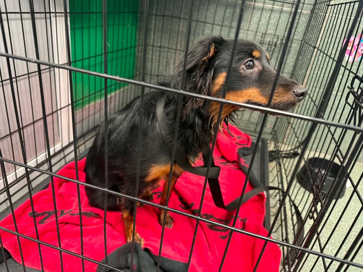 Anthony, male puppy mixed breed for adoption at Schronisko Na Paluchu, Warsaw