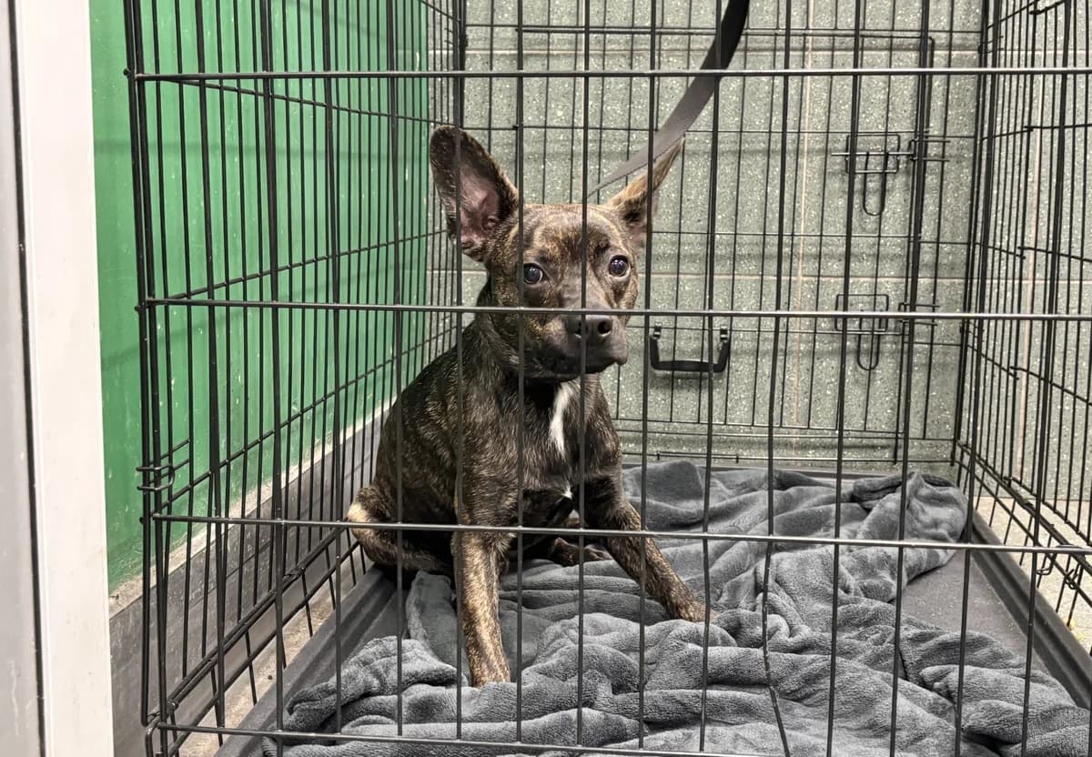 Higins, male puppy mixed breed for adoption at Schronisko Na Paluchu, Warsaw