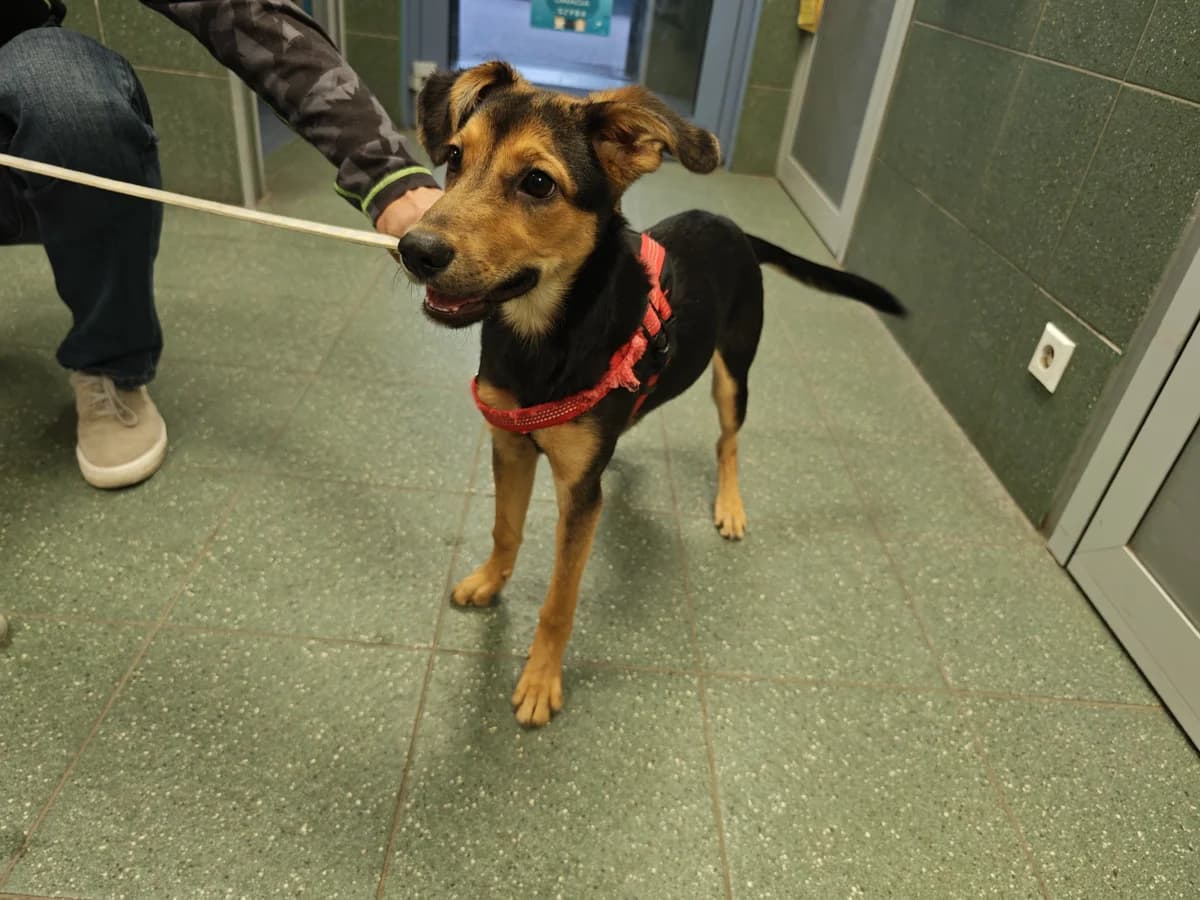 Lola, female puppy mixed breed for adoption at Schronisko Na Paluchu, Warsaw