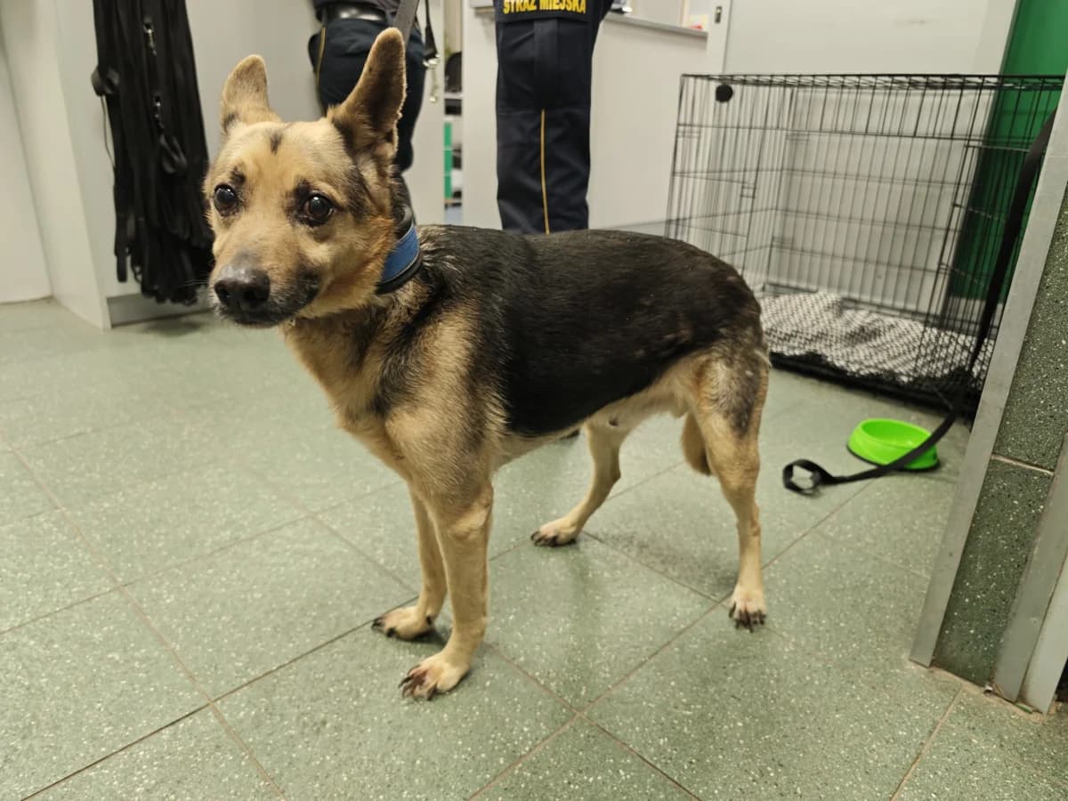Waldi, male senior mixed breed for adoption at Schronisko Na Paluchu, Warsaw