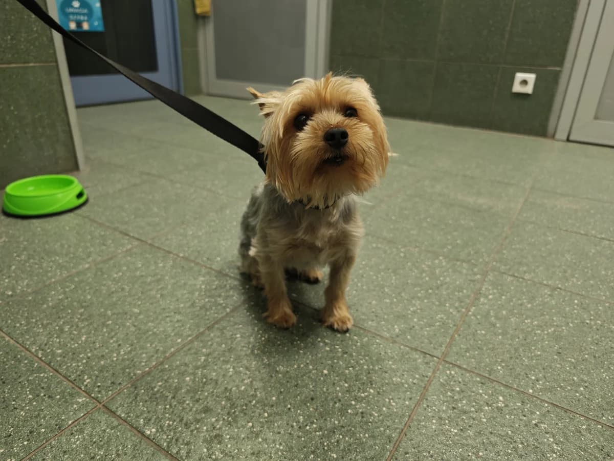 Reri, female puppy mixed breed for adoption at Schronisko Na Paluchu, Warsaw