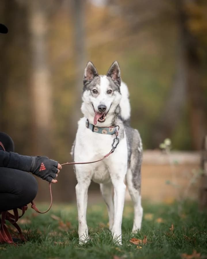 Noki,  (Schronisko Na Paluchu)