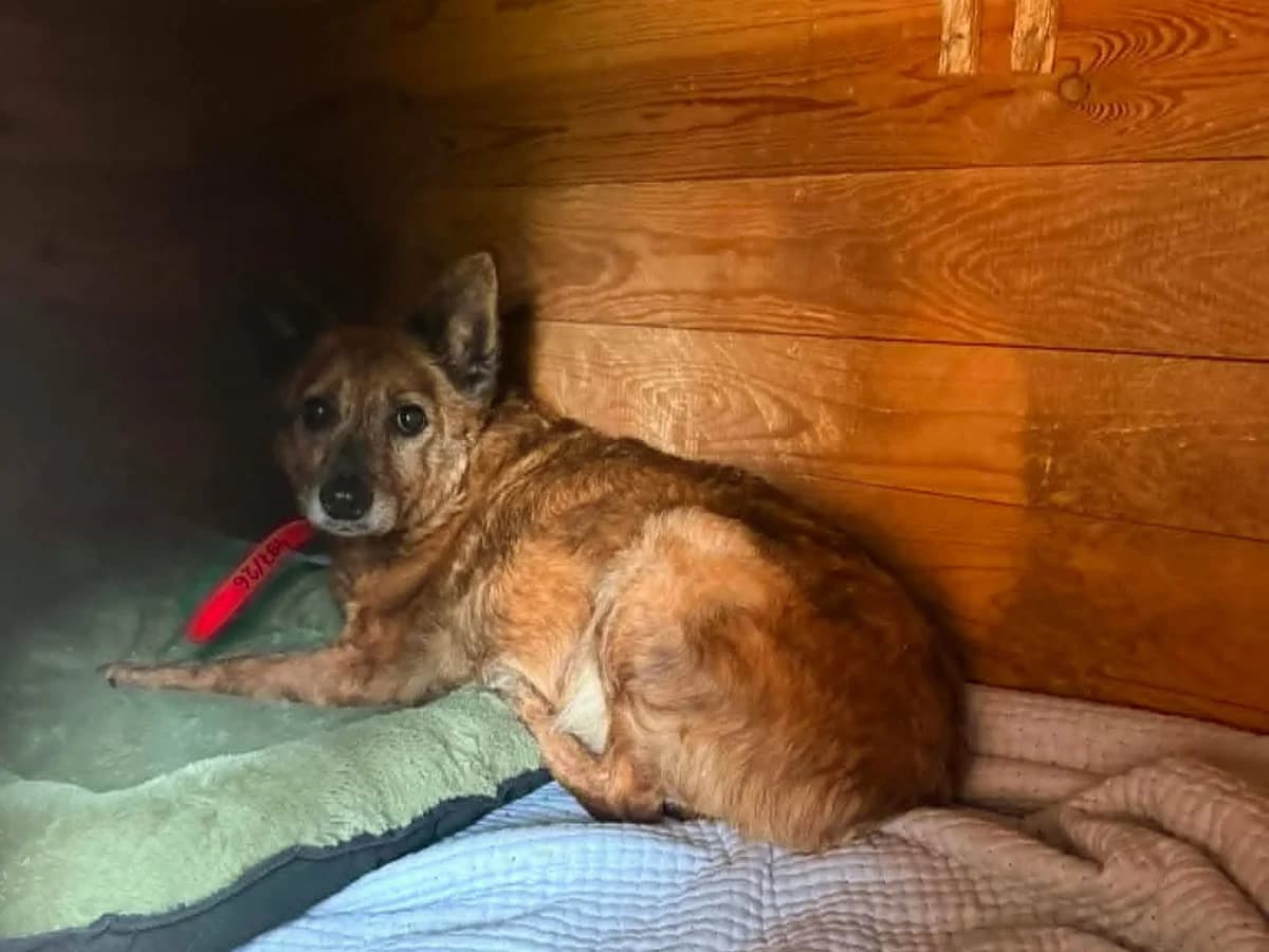 Mawi, female 6yo mixed breed for adoption at Schronisko Na Paluchu, Warsaw