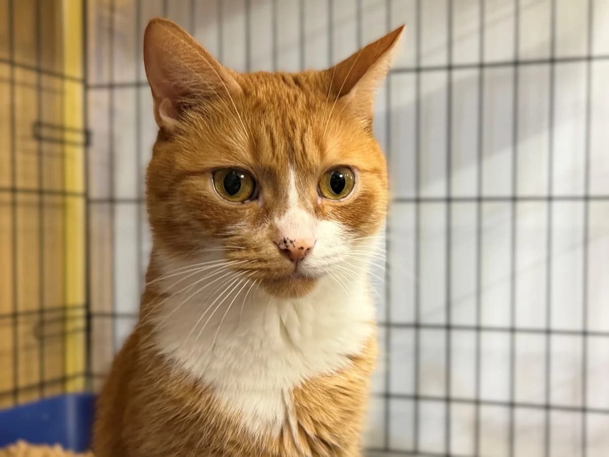 Klaudiusz, male 4yo mixed breed for adoption at Schronisko Na Paluchu, Warsaw