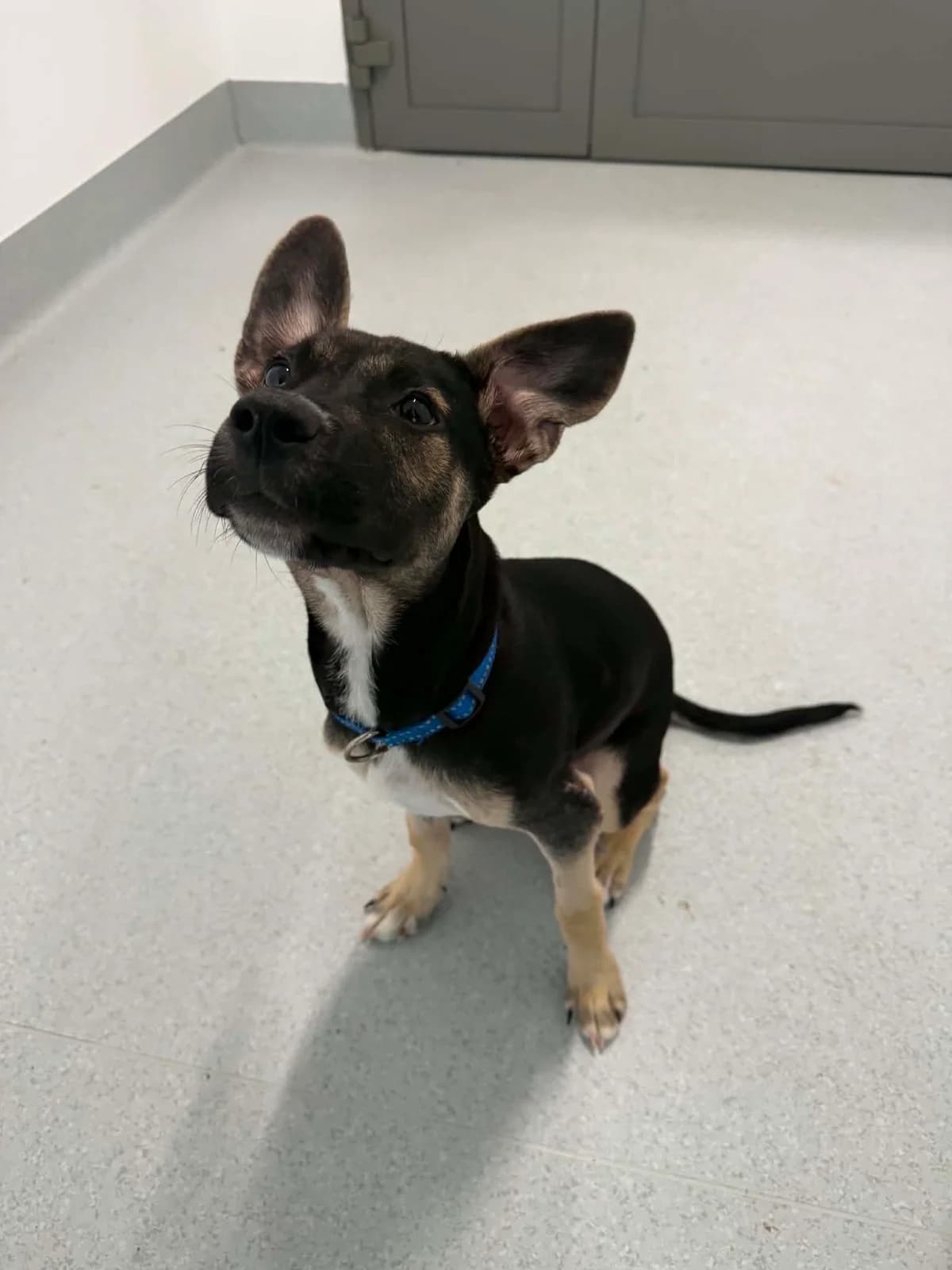 Wawa, female puppy mixed breed for adoption at Schronisko Na Paluchu, Warsaw