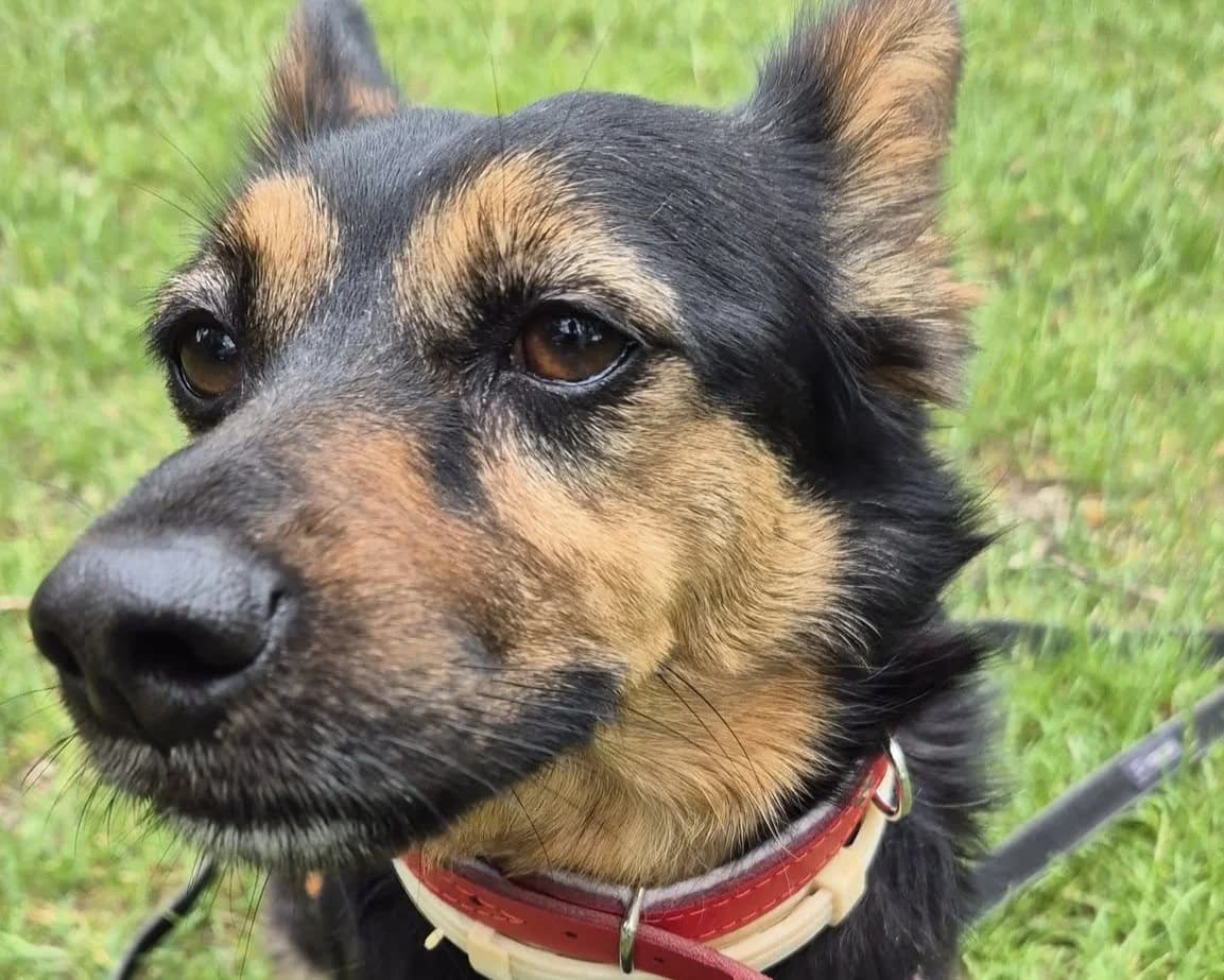 Nela, female 4yo mixed breed for adoption at Schronisko Na Paluchu, Warsaw