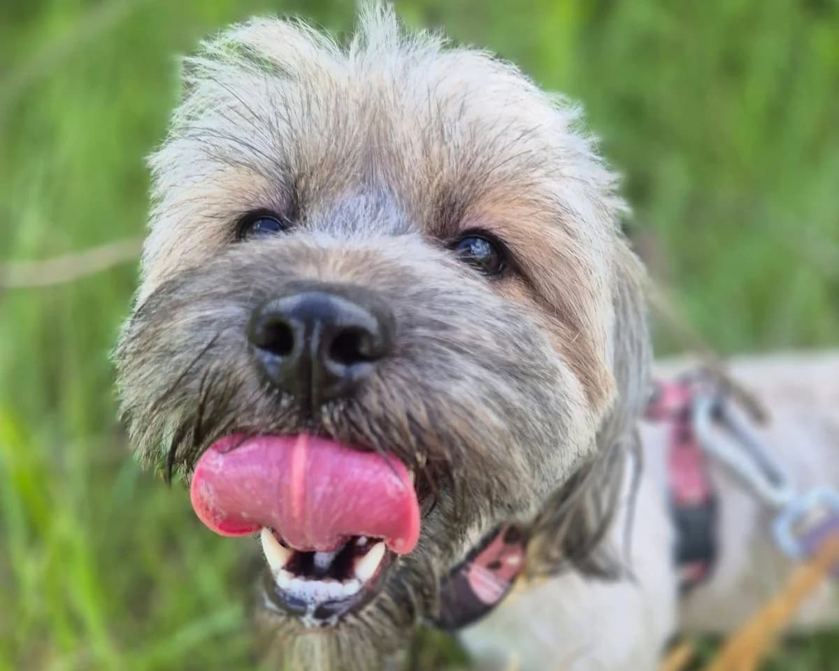 Appa, female young mixed breed for adoption at Schronisko Na Paluchu, Warsaw