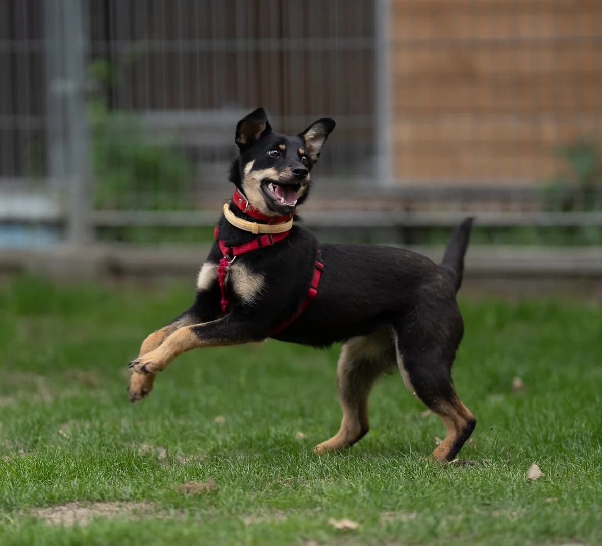 Malwa, female puppy mixed breed for adoption at Schronisko Na Paluchu, Warsaw