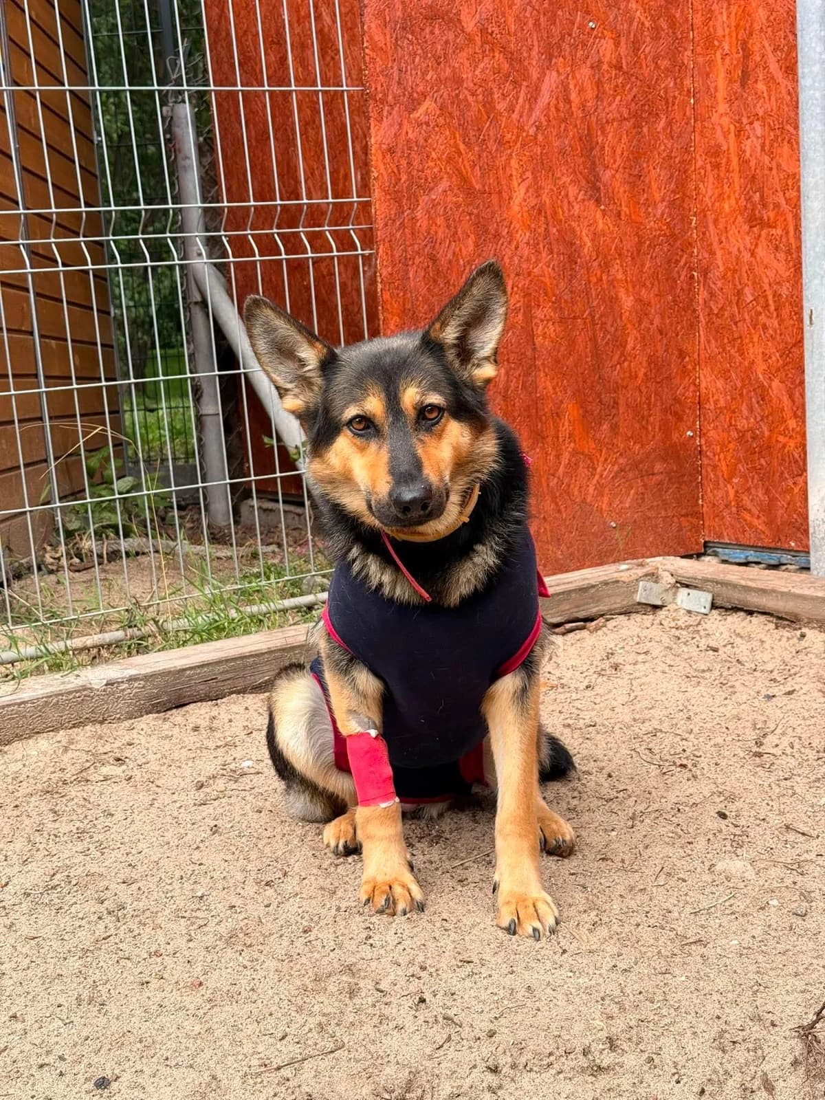 Orla, female 6yo mixed breed for adoption at Schronisko Na Paluchu, Warsaw