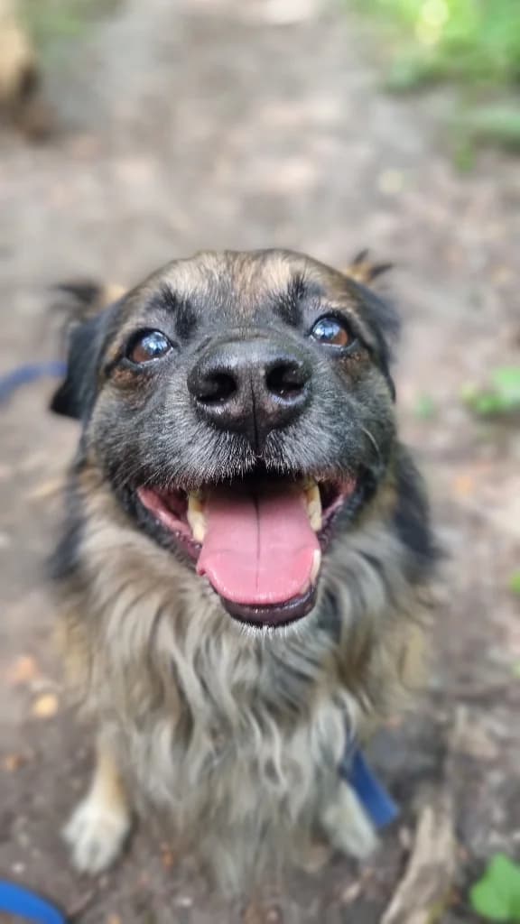 Batat, male senior mixed breed for adoption at Schronisko Na Paluchu, Warsaw