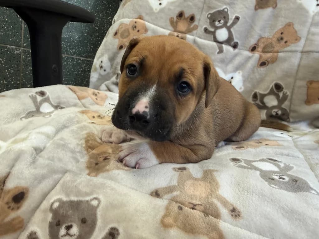 Maserati, male puppy mixed breed for adoption at Schronisko Na Paluchu, Warsaw