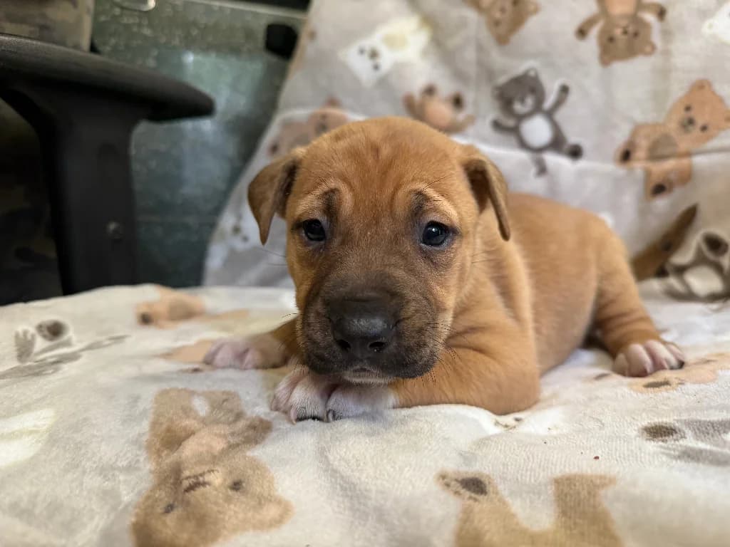 Mercedes, female puppy mixed breed for adoption at Schronisko Na Paluchu, Warsaw