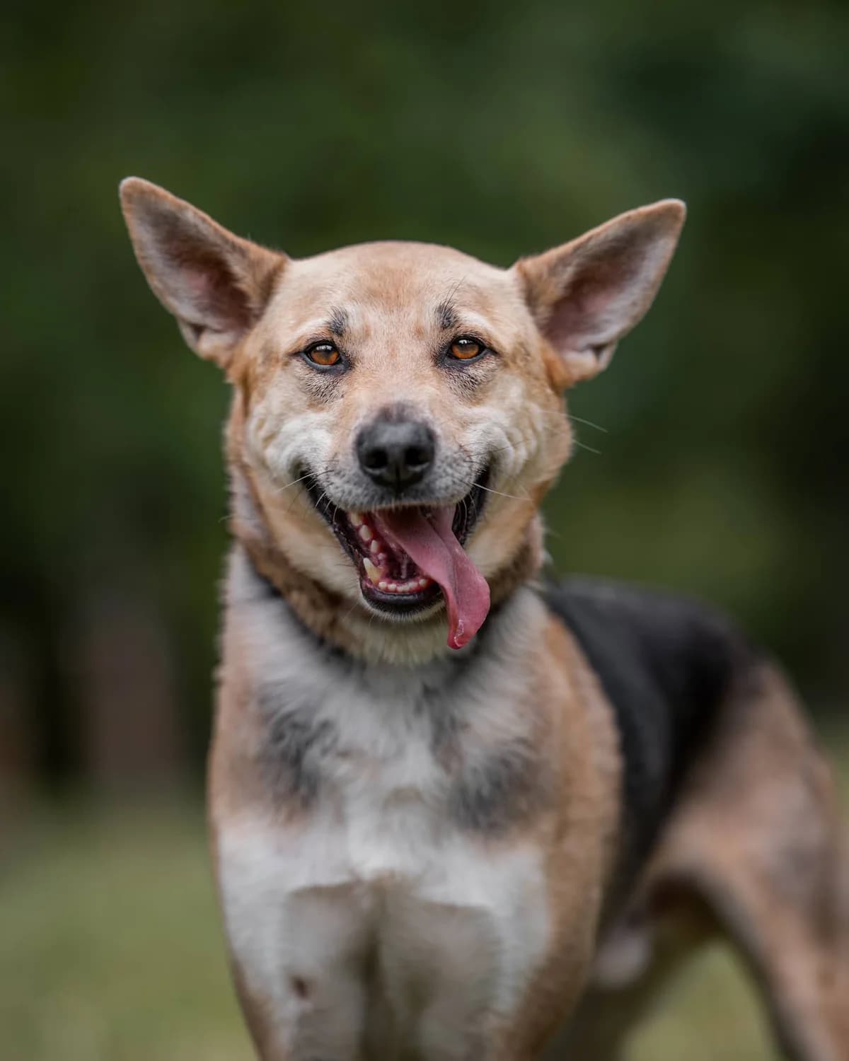 Mak, male 3yo mixed breed for adoption at Schronisko Na Paluchu, Warsaw