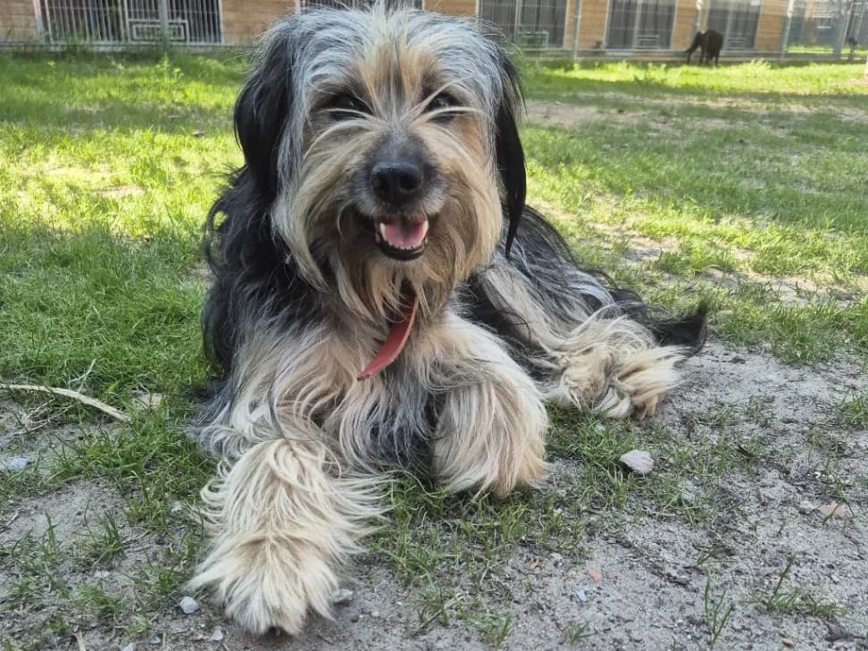 Mirella, female young mixed breed for adoption at Schronisko Na Paluchu, Warsaw