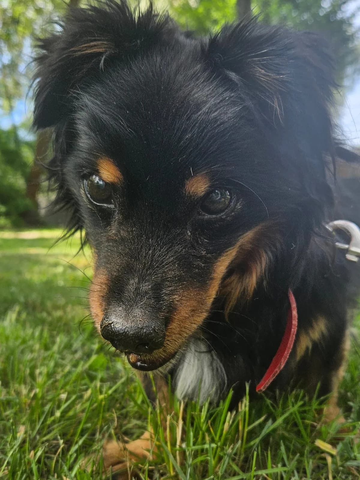 Filon, male senior mixed breed for adoption at Schronisko Na Paluchu, Warsaw