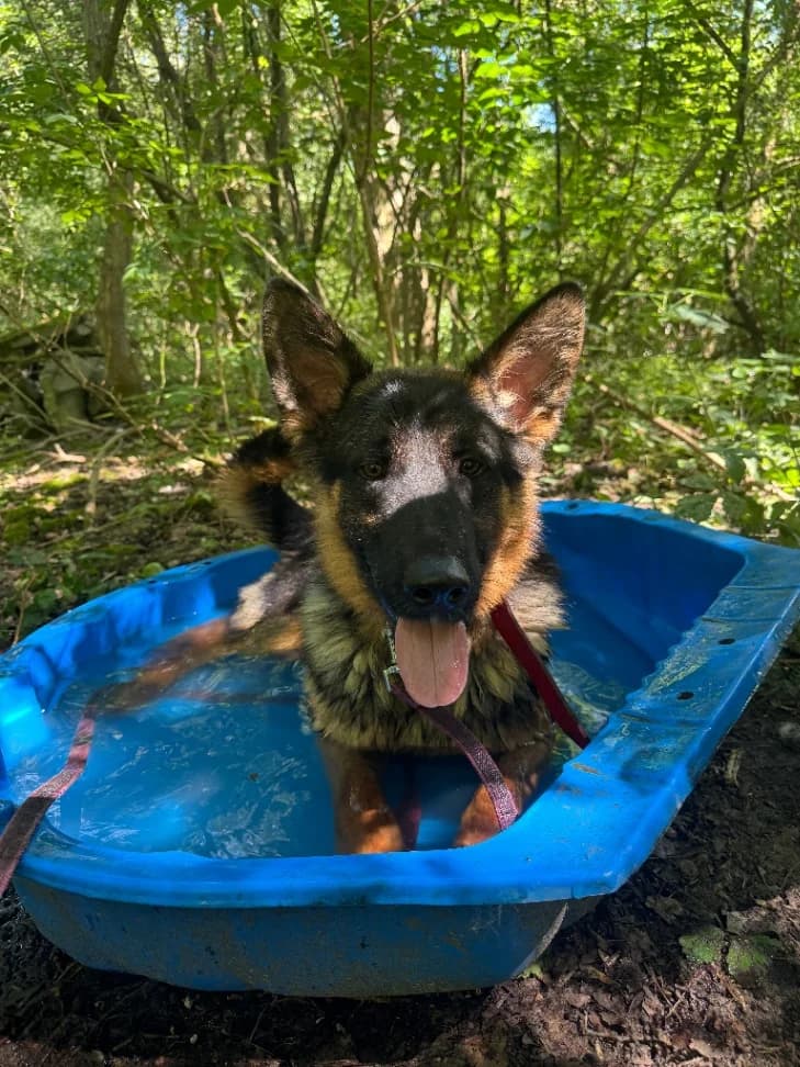 Boss, male young mixed breed for adoption at Schronisko Na Paluchu, Warsaw