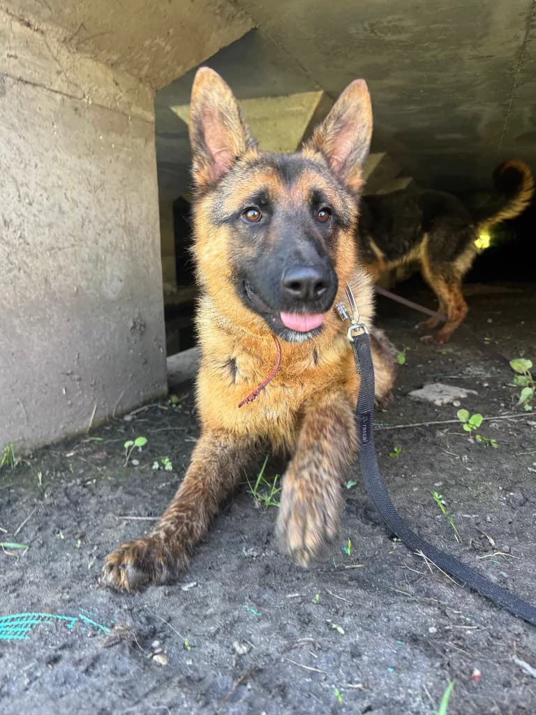 Hugo, male young mixed breed for adoption at Schronisko Na Paluchu, Warsaw