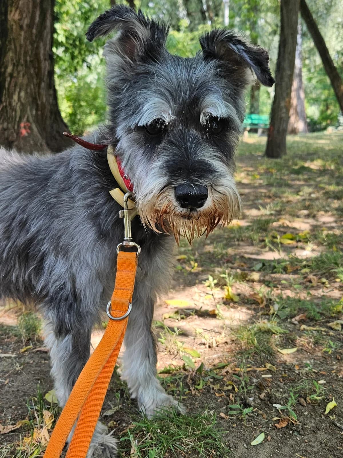 Margo, female senior mixed breed for adoption at Schronisko Na Paluchu, Warsaw