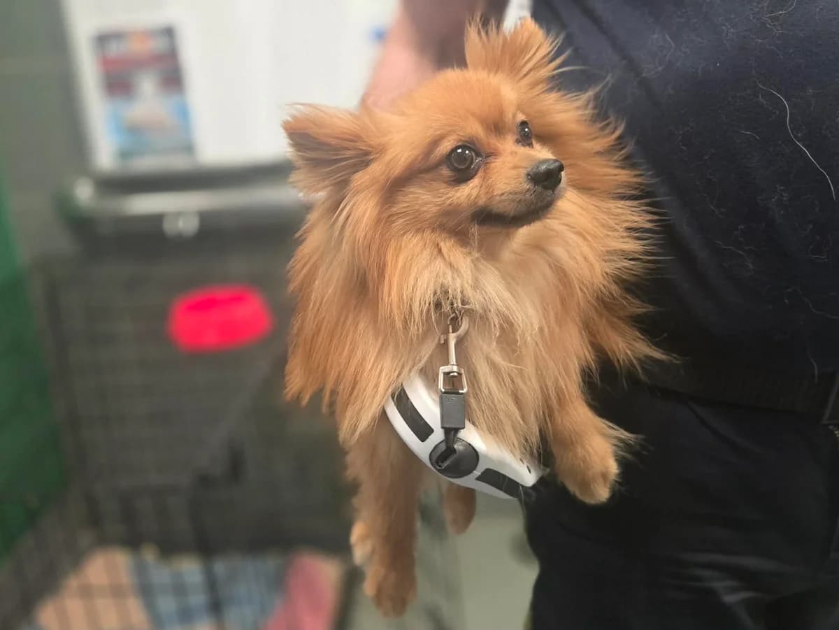 Bon Jovi, male young Pomeranian for adoption at Schronisko Na Paluchu, Warsaw