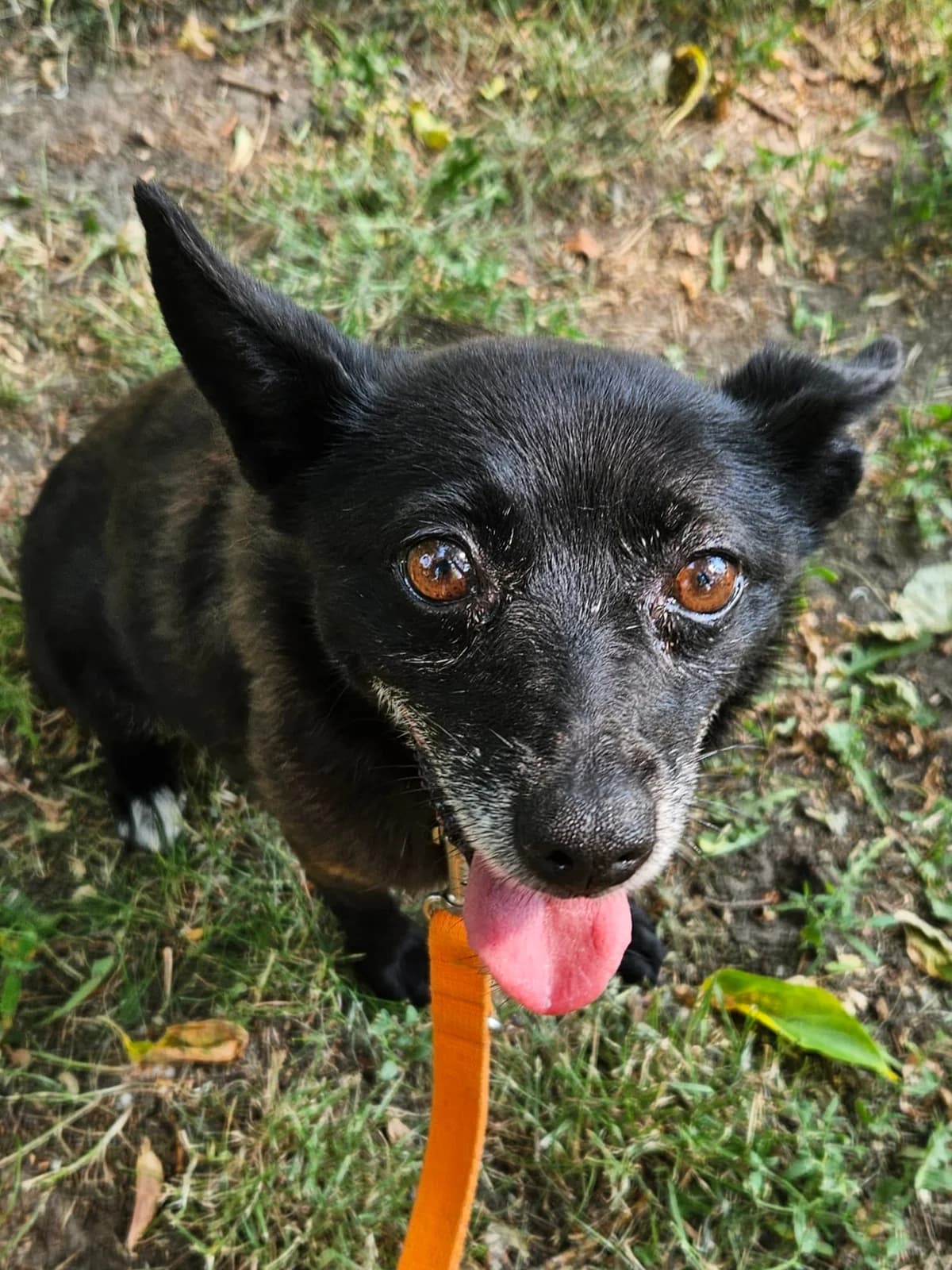 Tereska, female 6yo mixed breed for adoption at Schronisko Na Paluchu, Warsaw