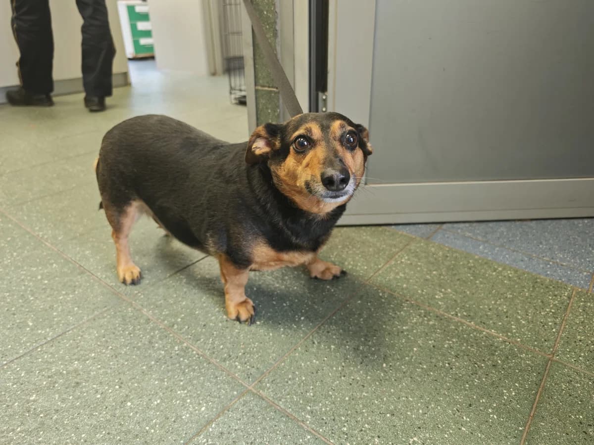 Klusia, female senior mixed breed for adoption at Schronisko Na Paluchu, Warsaw
