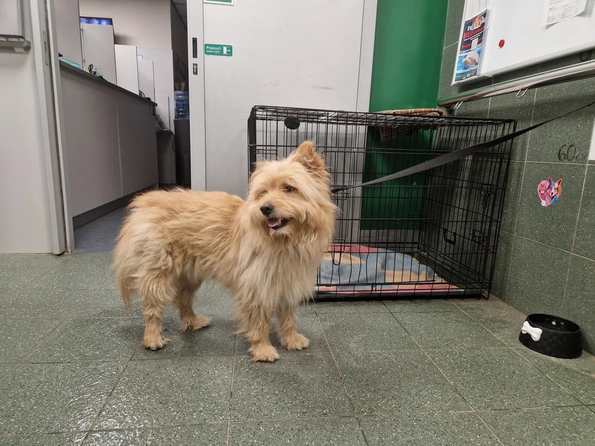 Mochi, female 3yo mixed breed for adoption at Schronisko Na Paluchu, Warsaw