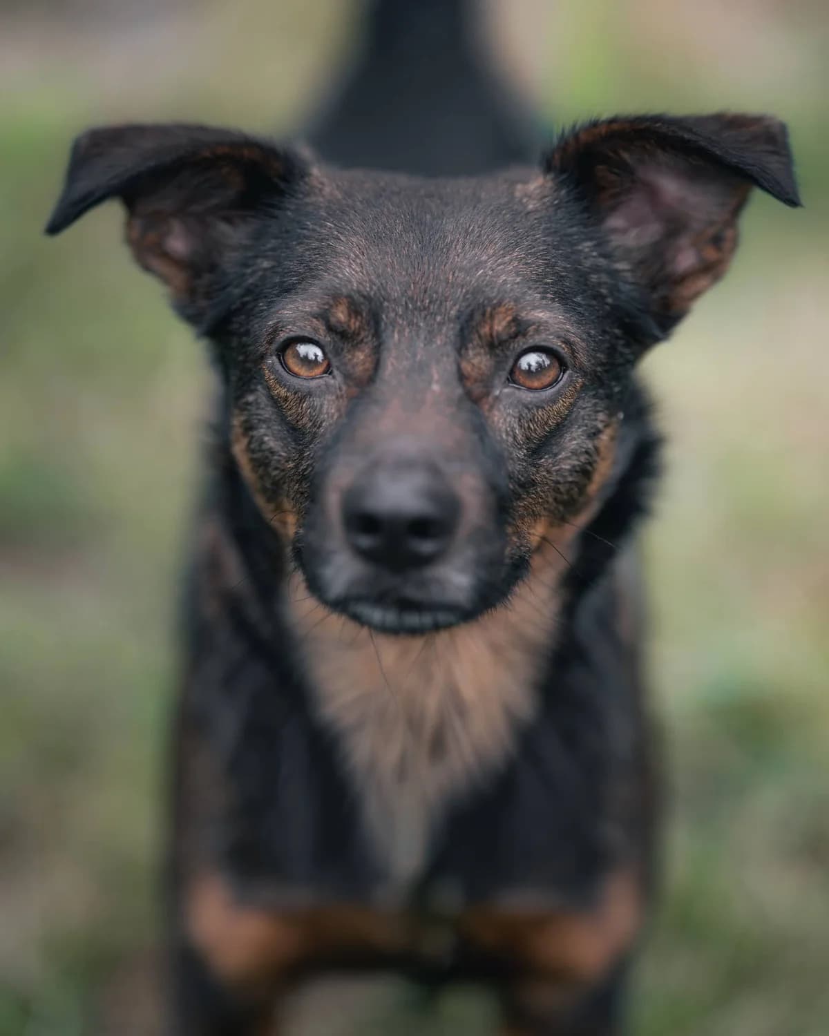 Funda, female senior mixed breed for adoption at Schronisko Na Paluchu, Warsaw