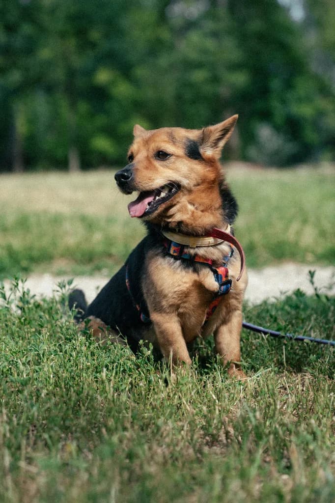 Perseusz, male young mixed breed for adoption at Schronisko Na Paluchu, Warsaw
