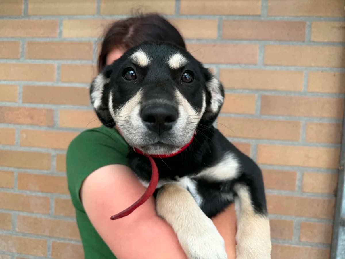 Bryza, female puppy mixed breed for adoption at Schronisko Na Paluchu, Warsaw