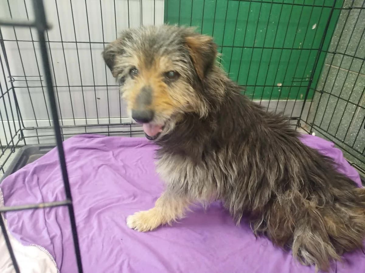 Kumpel, male senior mixed breed for adoption at Schronisko Na Paluchu, Warsaw