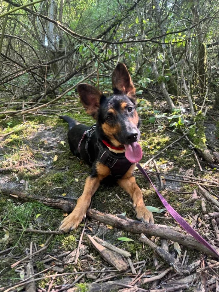 Ayla, female young mixed breed for adoption at Schronisko Na Paluchu, Warsaw