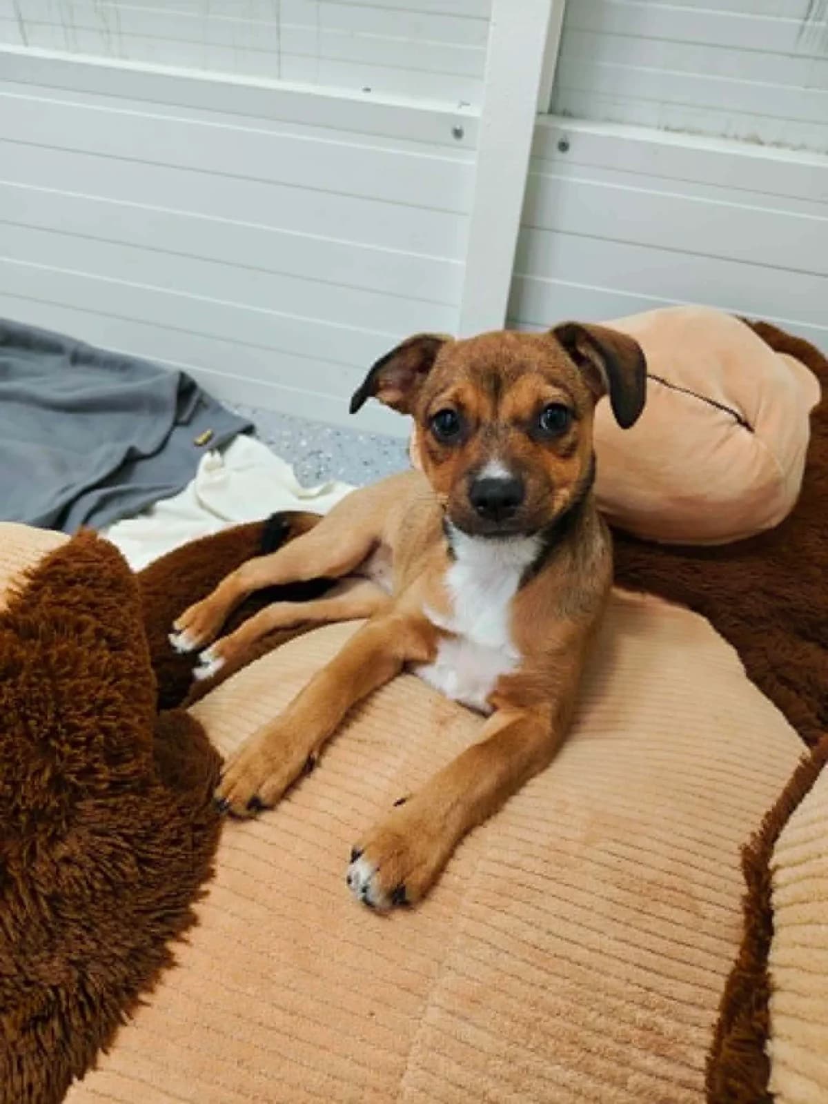 Cheri, female puppy mixed breed for adoption at Schronisko Na Paluchu, Warsaw