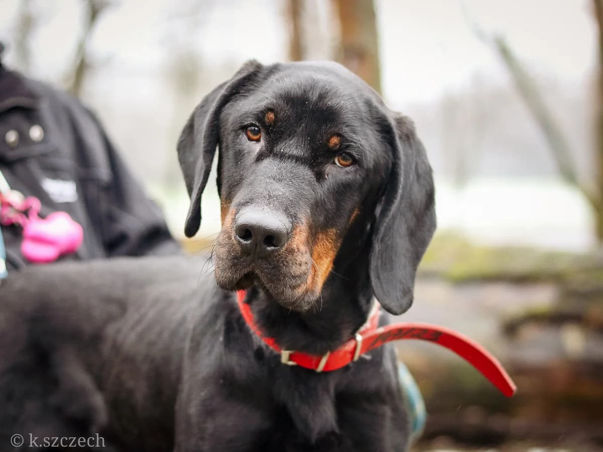 Amigo, male 5yo mixed breed for adoption at Schronisko Na Paluchu, Warsaw