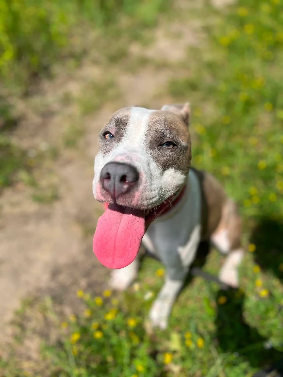 Jaga, female young mixed breed for adoption at Schronisko Na Paluchu, Warsaw
