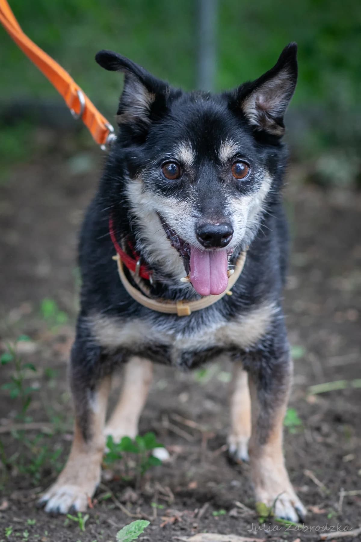 Tobi, male senior mixed breed for adoption at Schronisko Na Paluchu, Warsaw