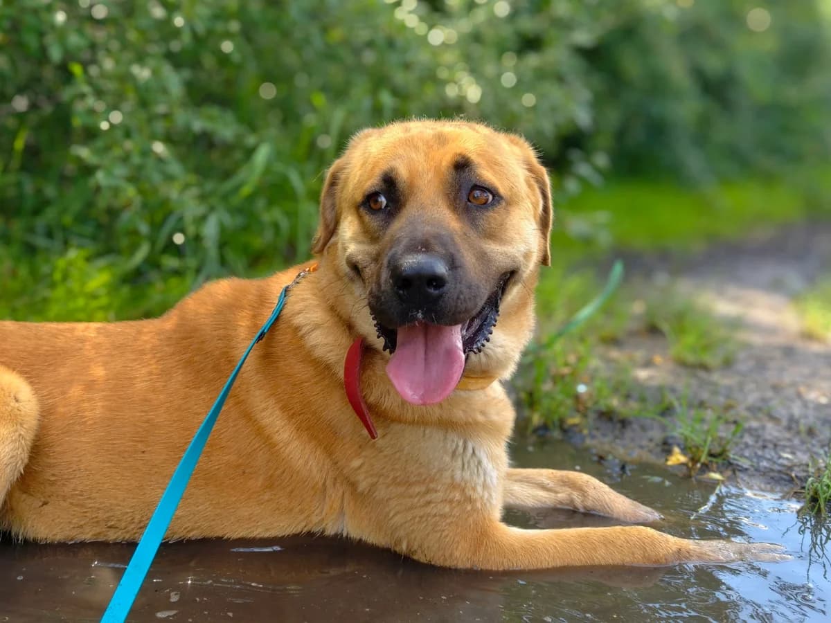 Filip, male puppy mixed breed for adoption at Schronisko Na Paluchu, Warsaw