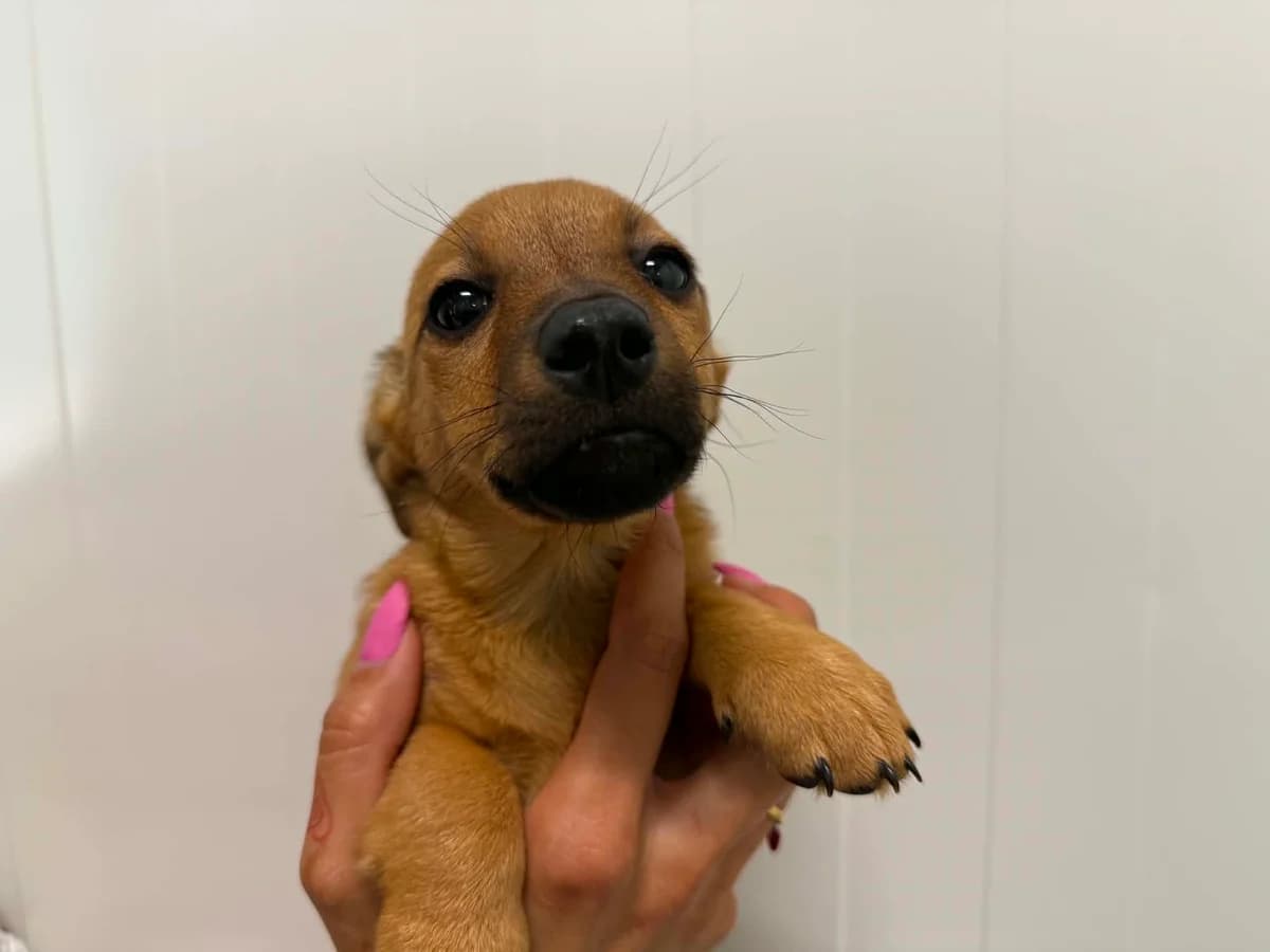 Jurata, female puppy mixed breed for adoption at Schronisko Na Paluchu, Warsaw