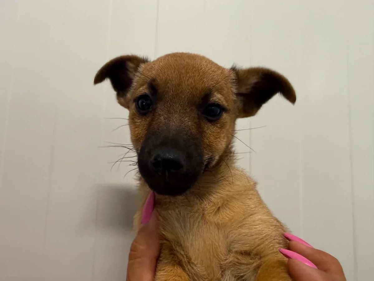 Jastarnia, female puppy mixed breed for adoption at Schronisko Na Paluchu, Warsaw